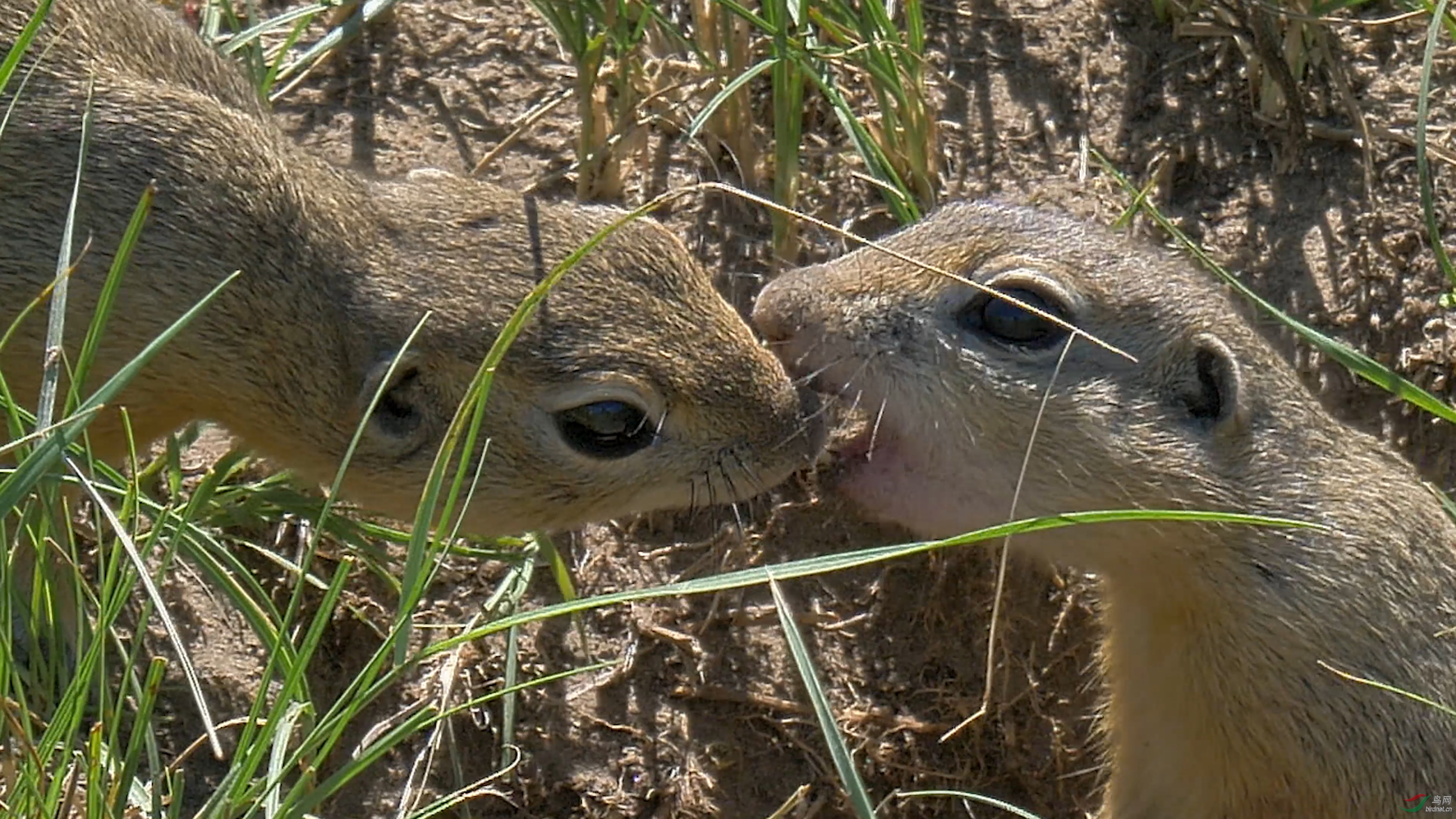 达乌尔黄鼠-欢快的一天