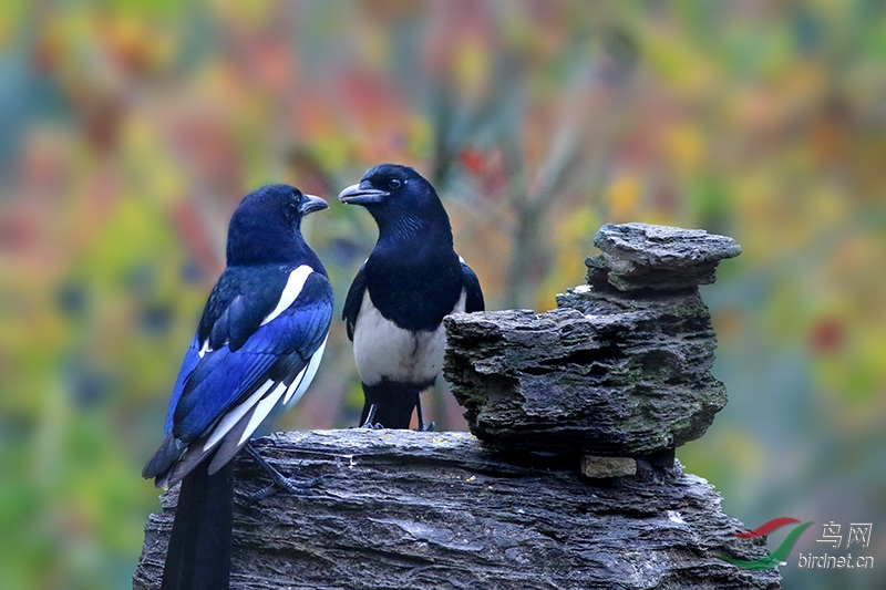 H3A0483-.jpg