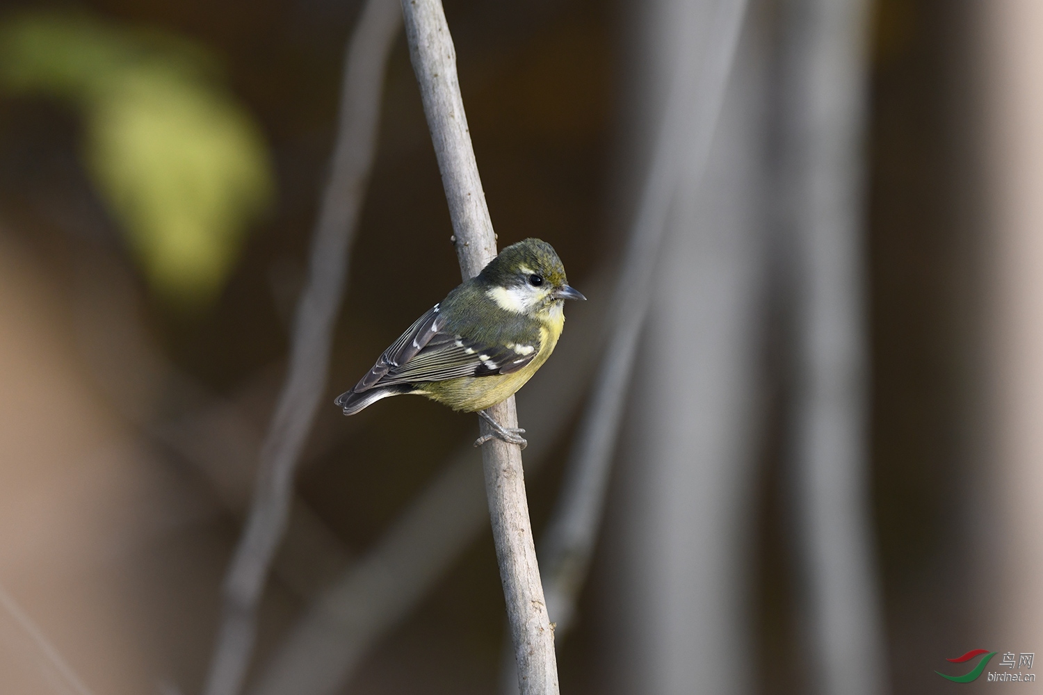 DSC_0987.jpg