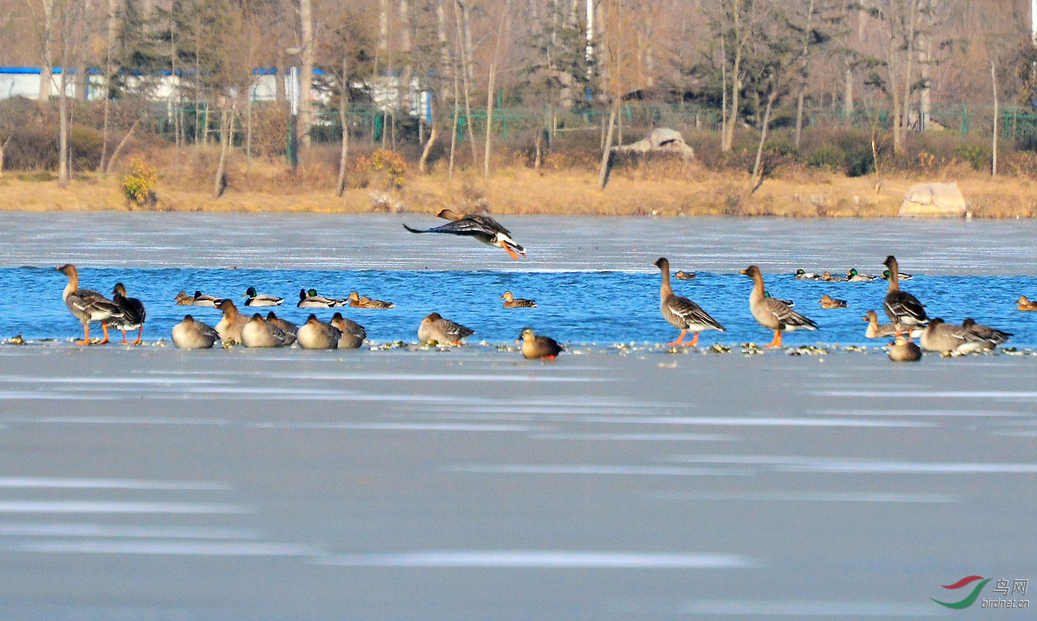 DSC_6337.JPG