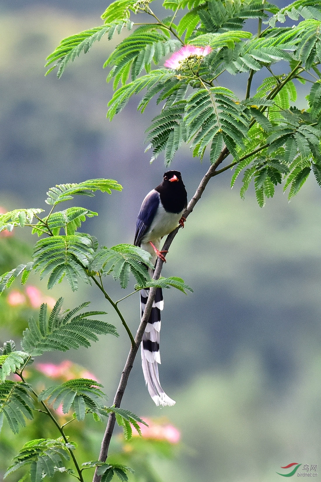 DSC_0867.JPG