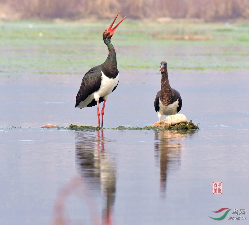 DSC_0075 - ����.JPG