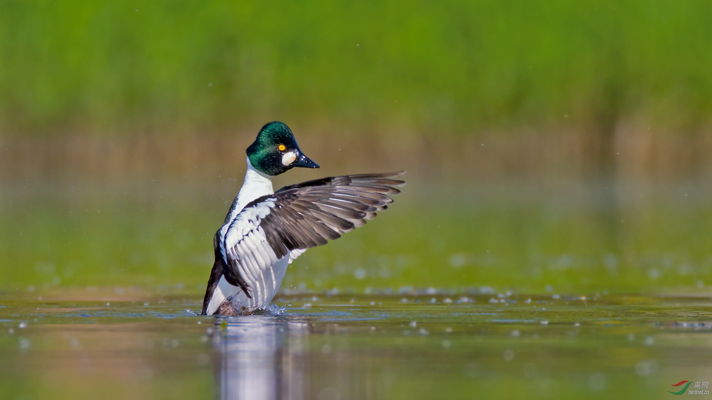 《仨鸭子》红头,螺纹和鹊鸭