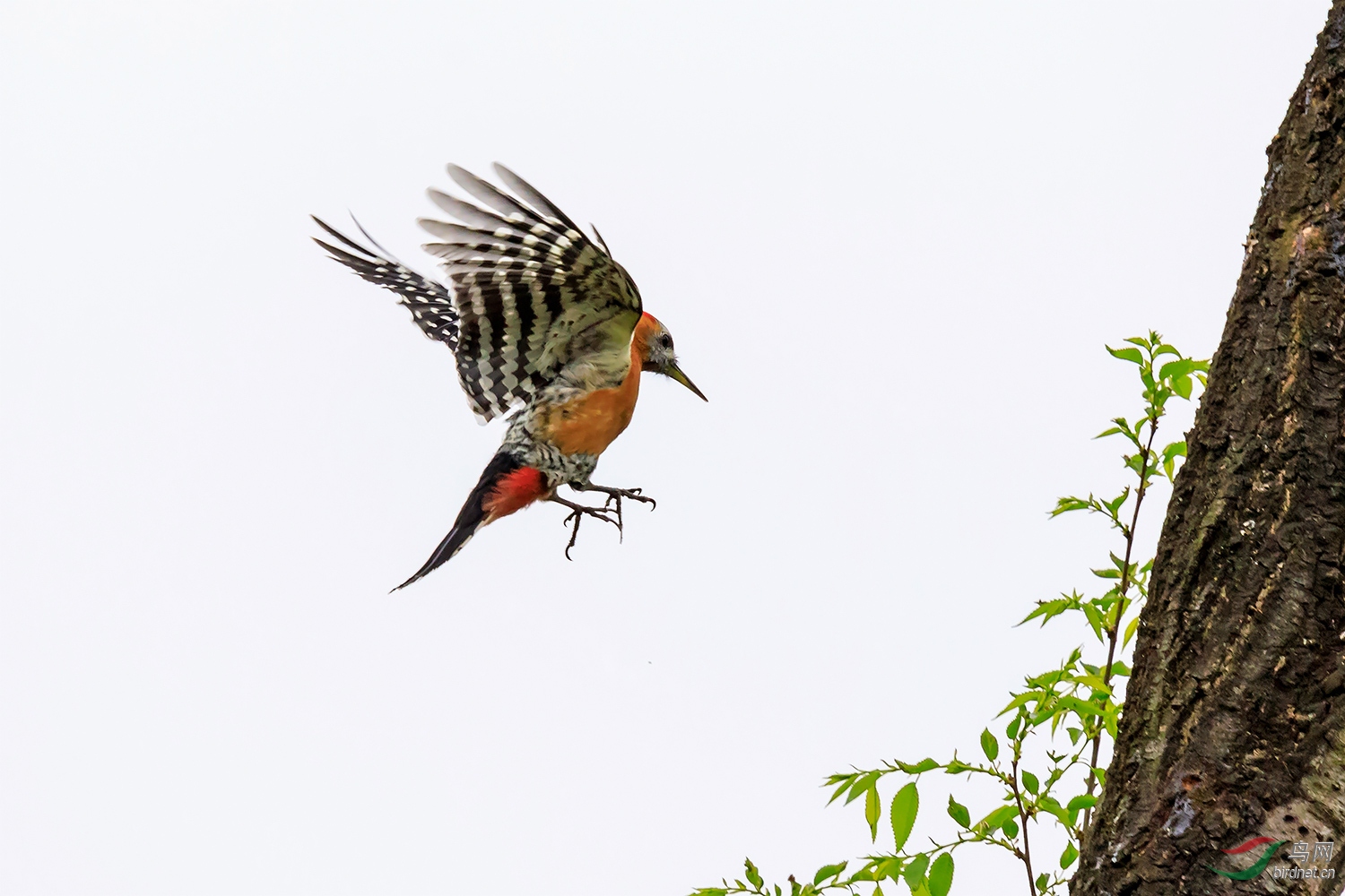 飞姿上树(棕腹啄木鸟)