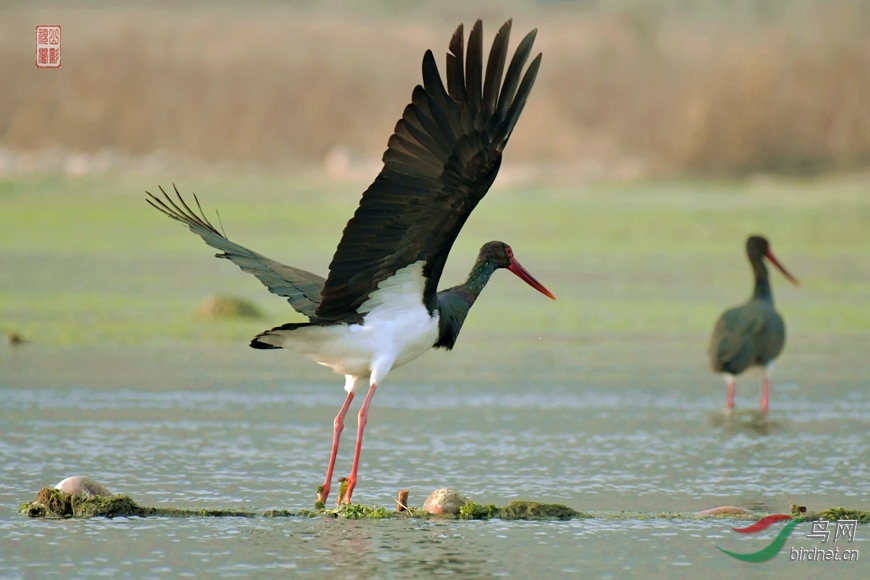 DSC_8793 - ���� - ����.JPG