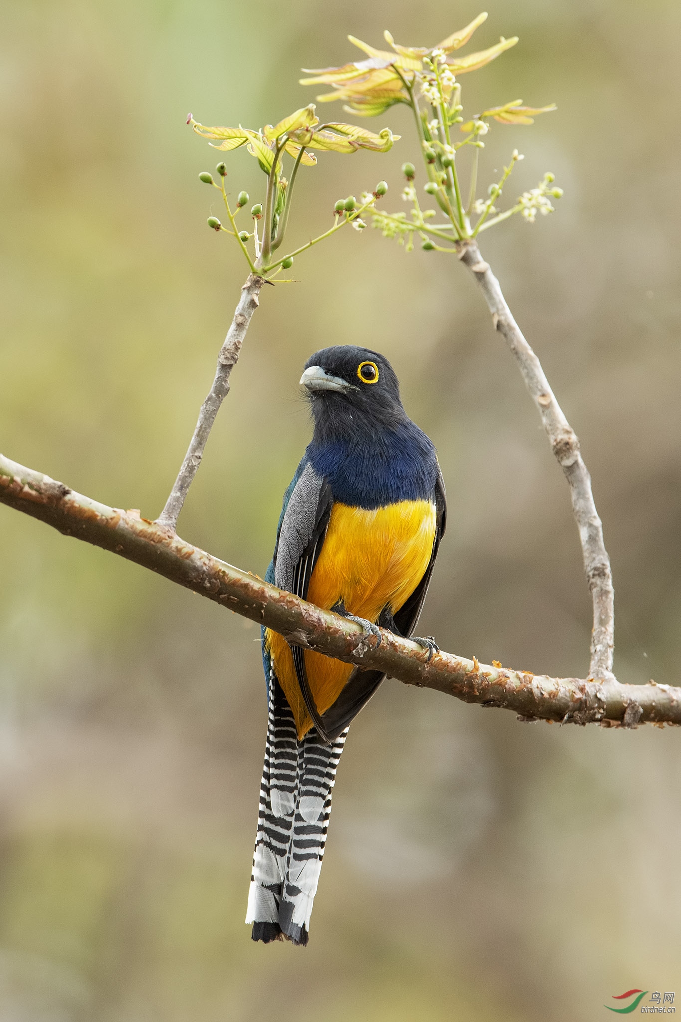 斑尾美洲咬鹃@哥斯达黎加