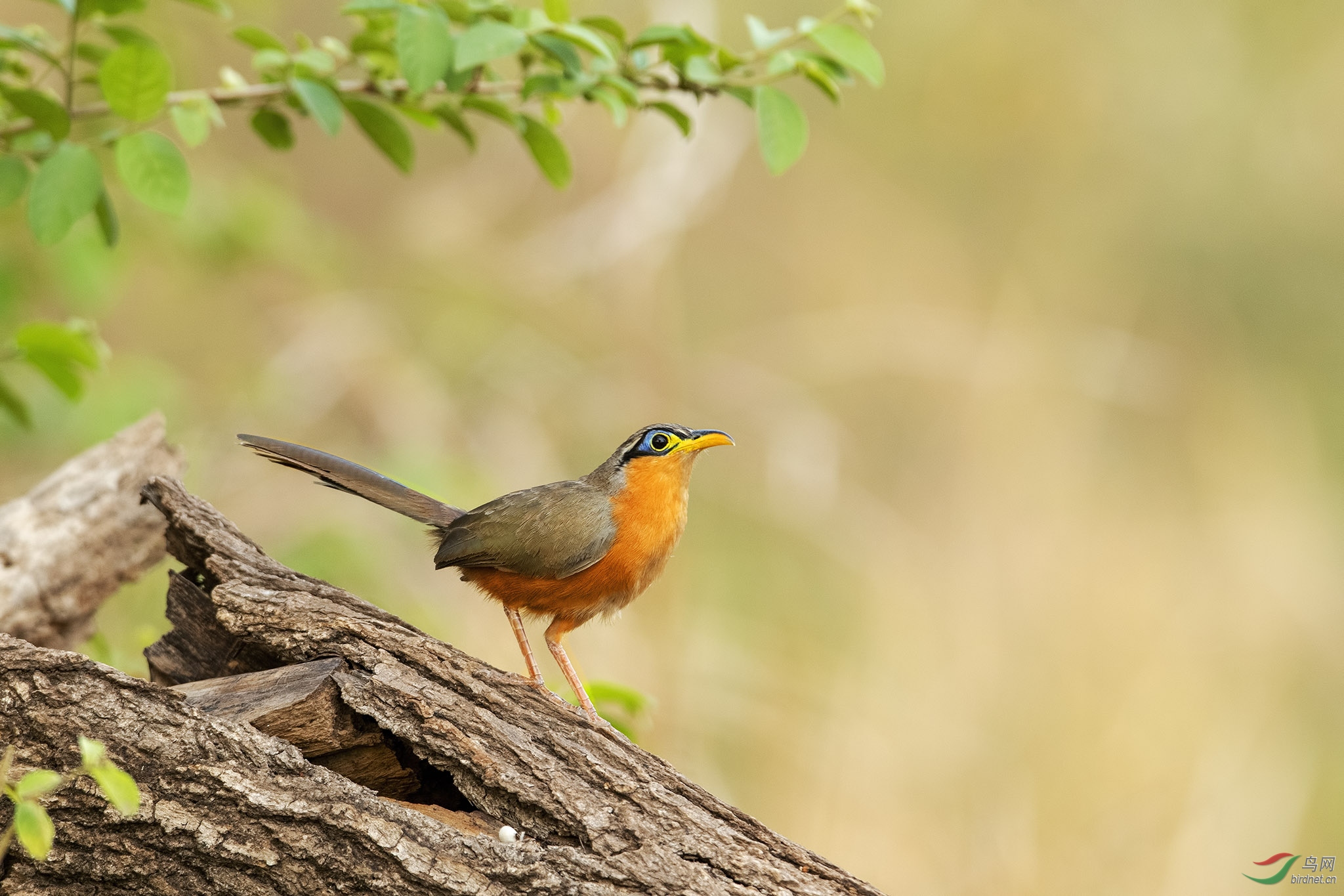 小地鹃(lesser ground cuckoo 哥斯达黎加