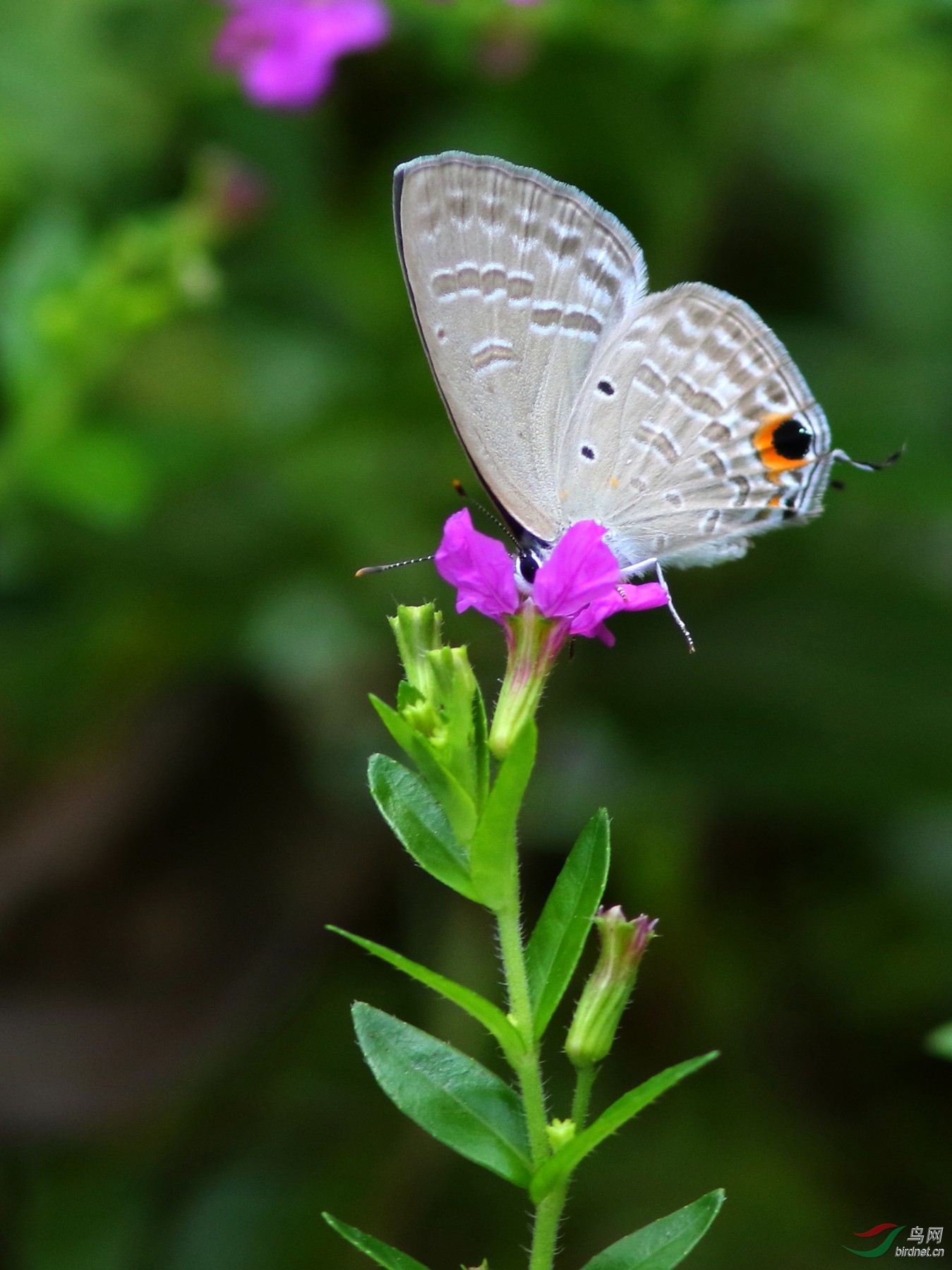 192A0466z_1.JPG