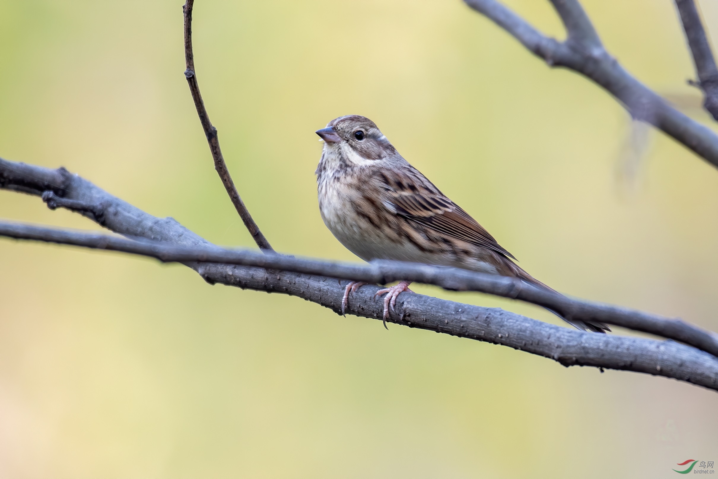 ��ͷ�c����6.68