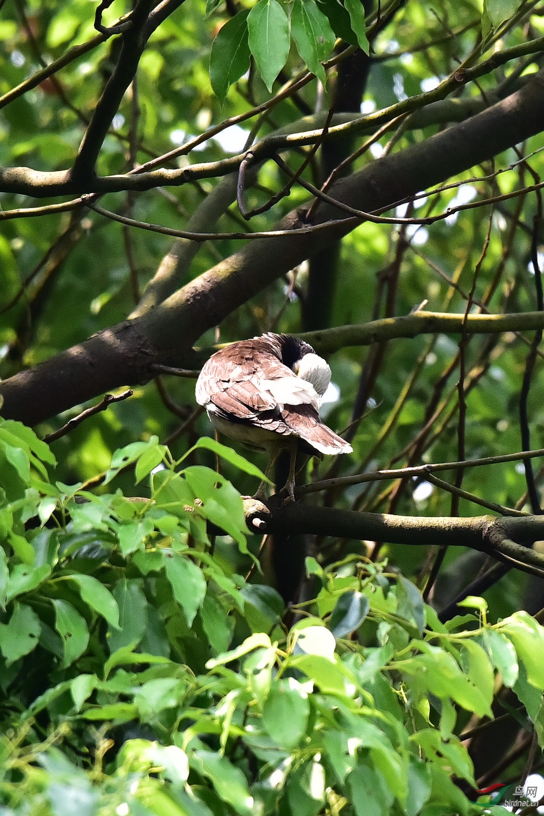 DSC_0443.JPG