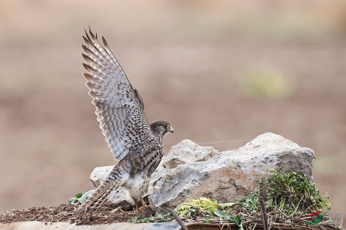 DSC_p4942.jpg