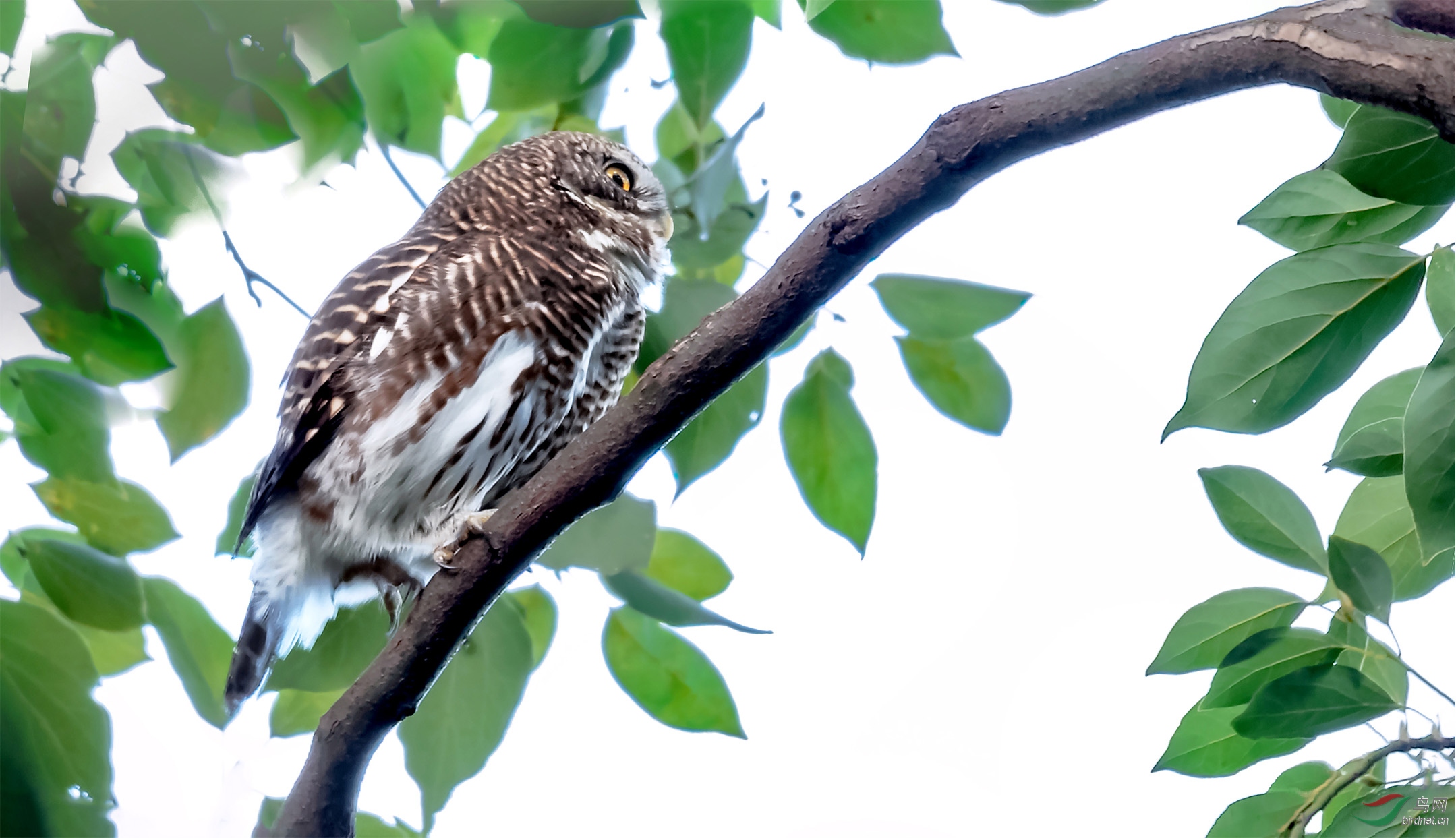 给力的小斑头鸺鹠