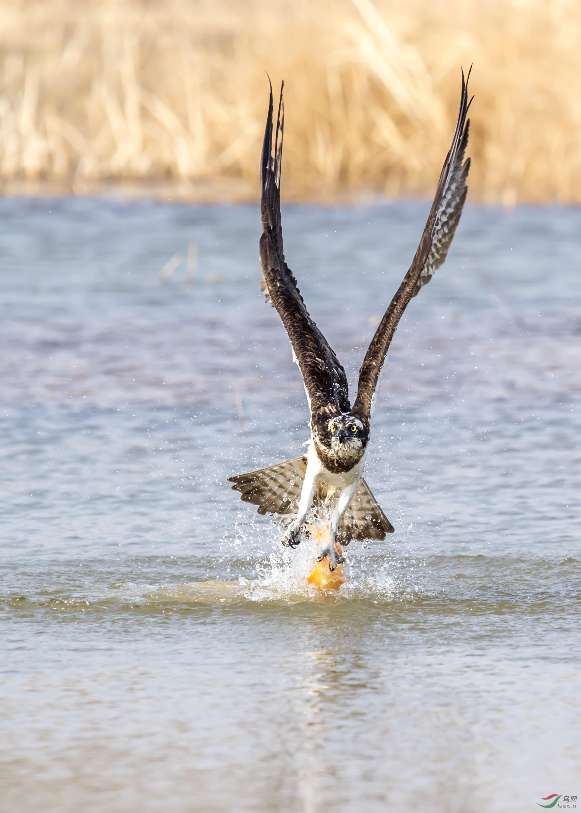 鹗抓鱼