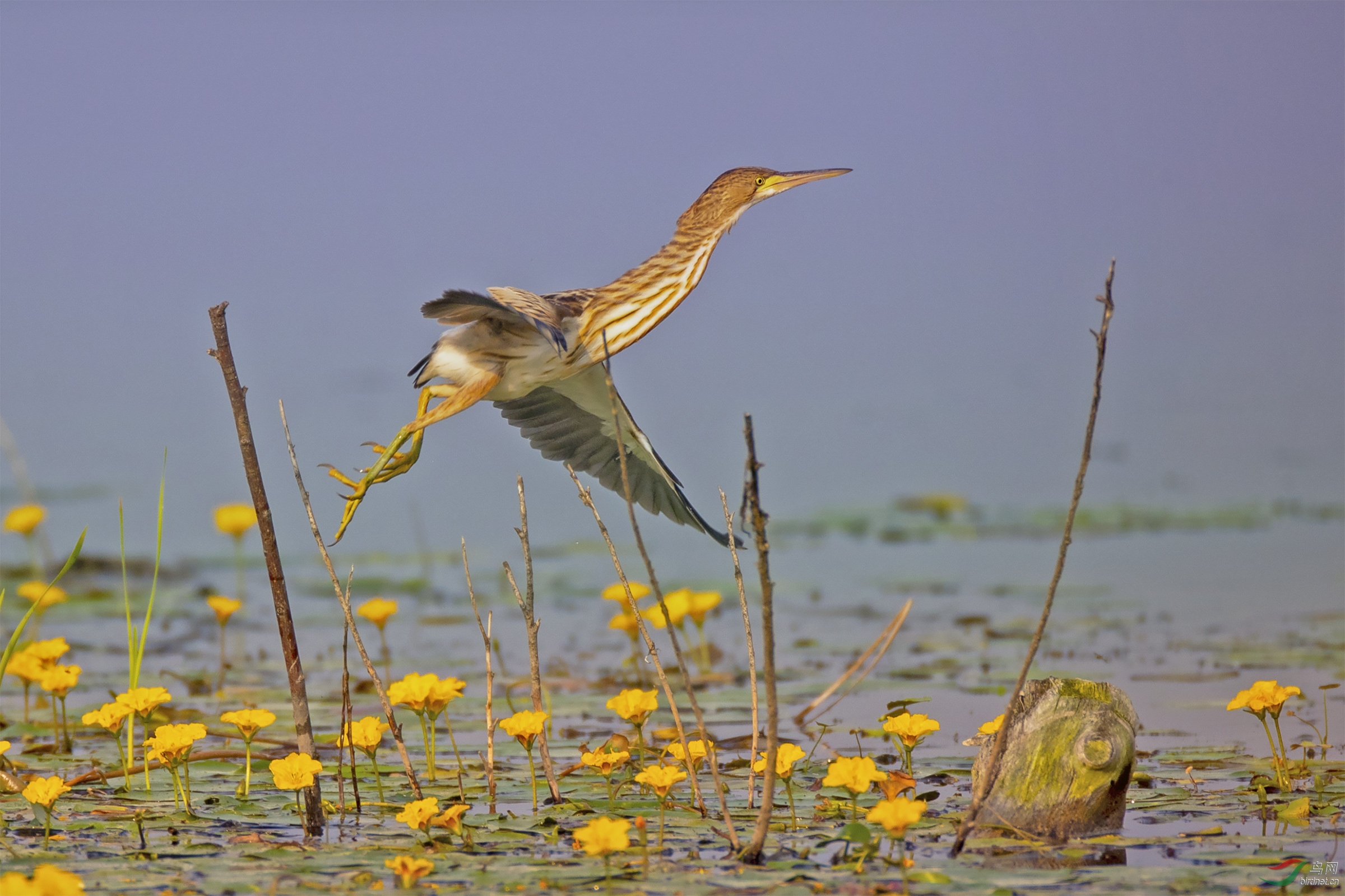 离弦之箭黄苇鳽