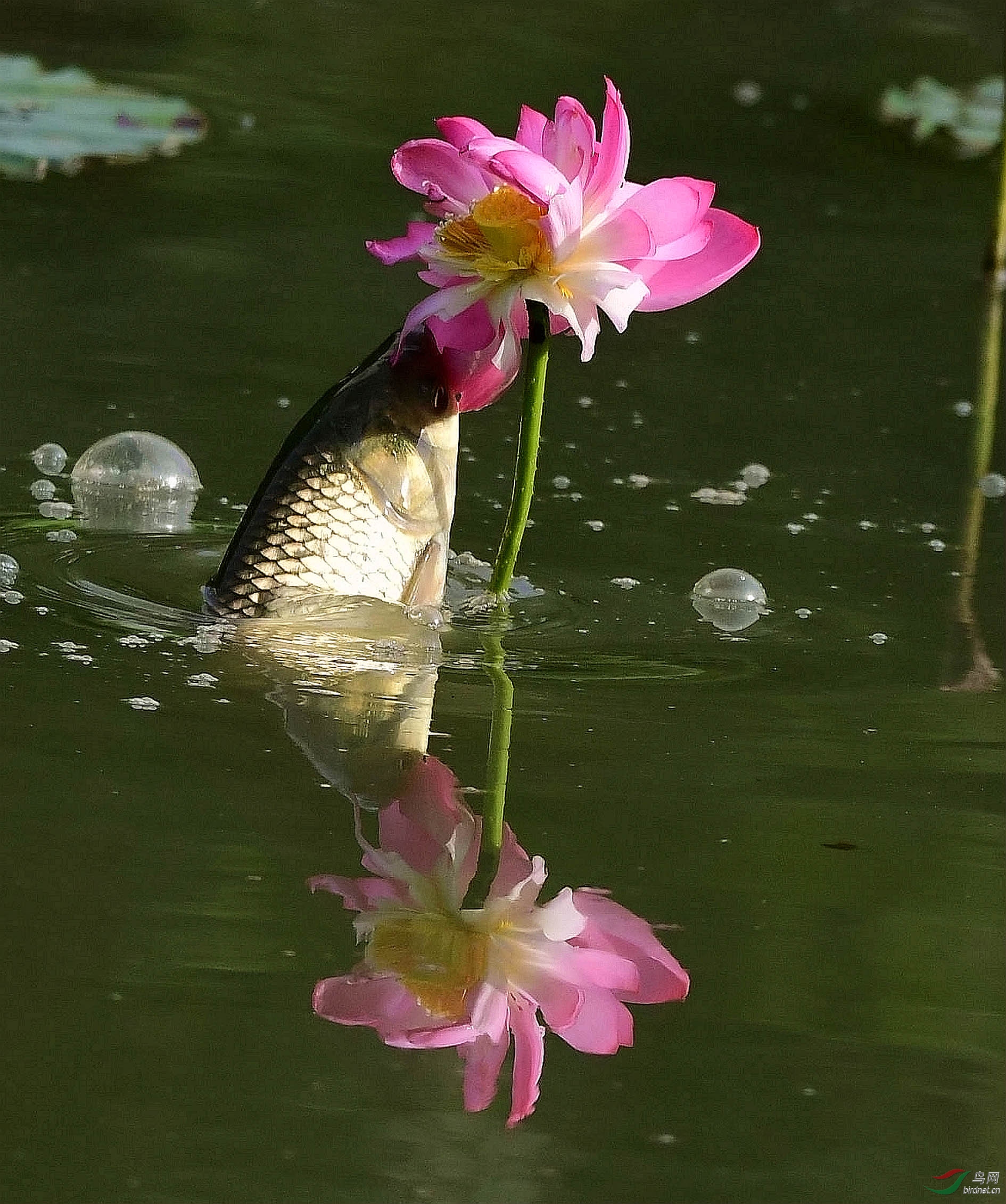 鱼吃荷花