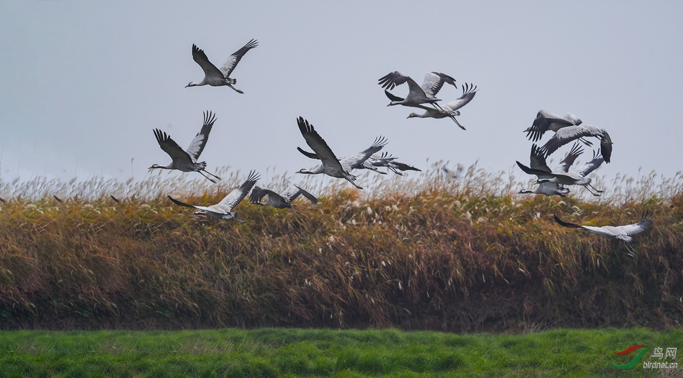 DSC_4399 - ����.JPG