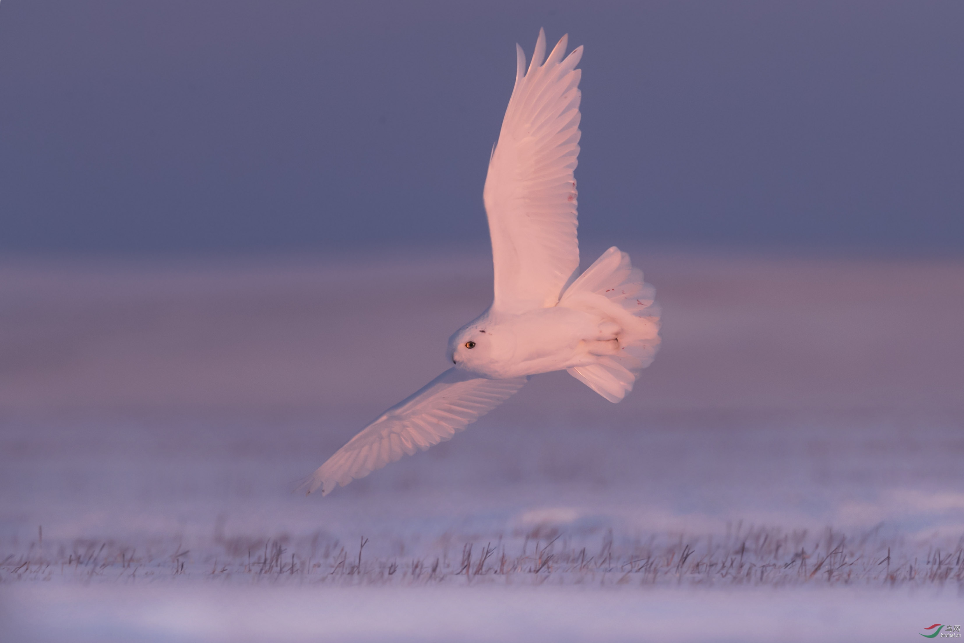 草原雪鸮