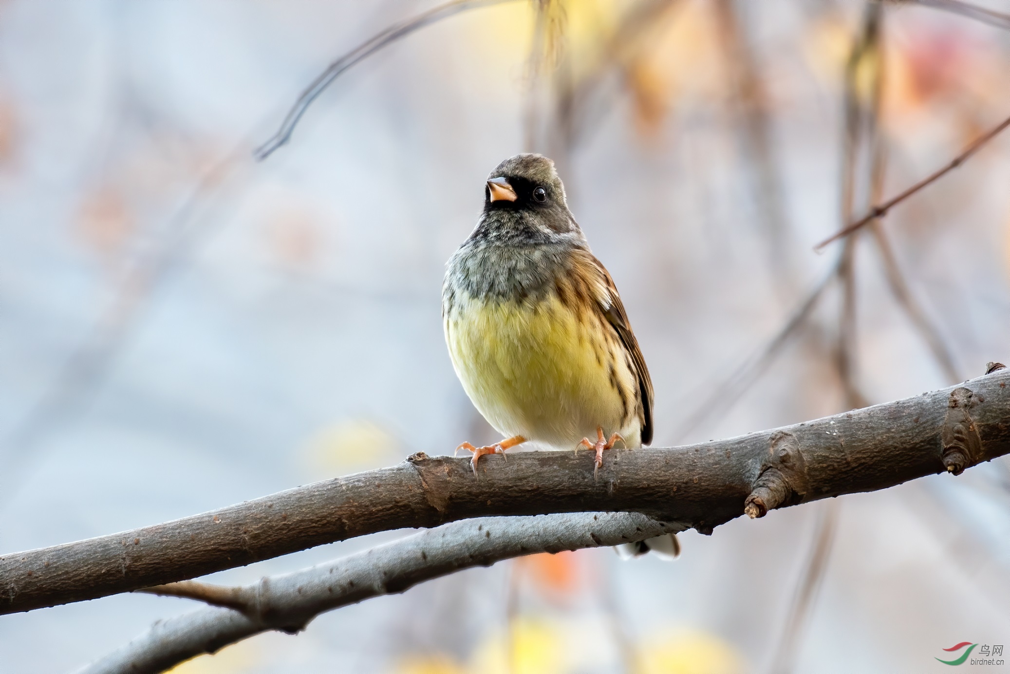 ��ͷ�c����6.68��