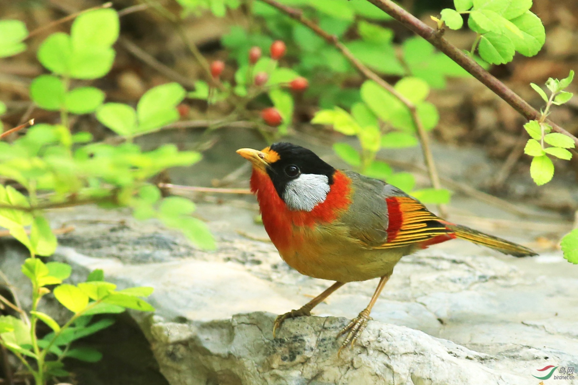 北京常见鸟类品种图片
