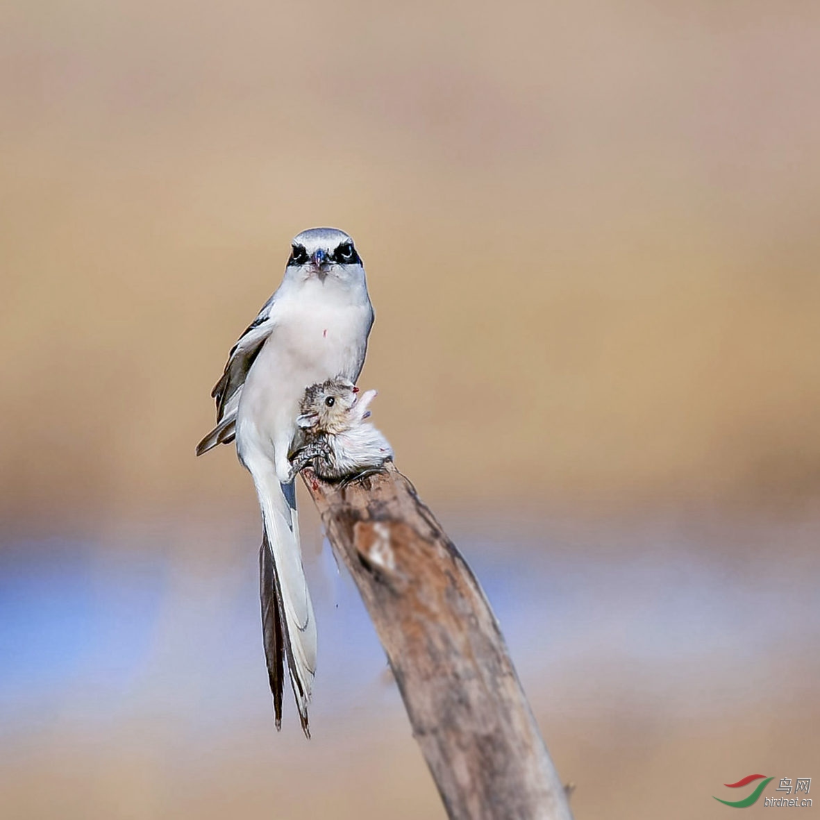 DSC_8936_����2-1������1.jpg
