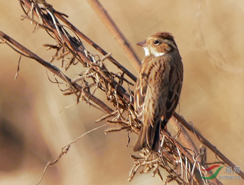 P3900953 - ���� (2).JPG