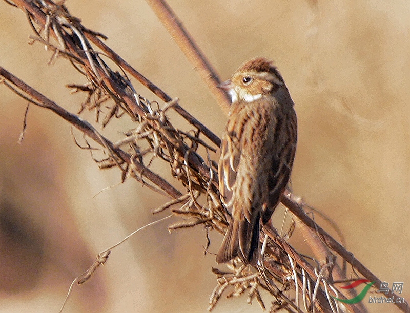 P3900956 - ����.JPG