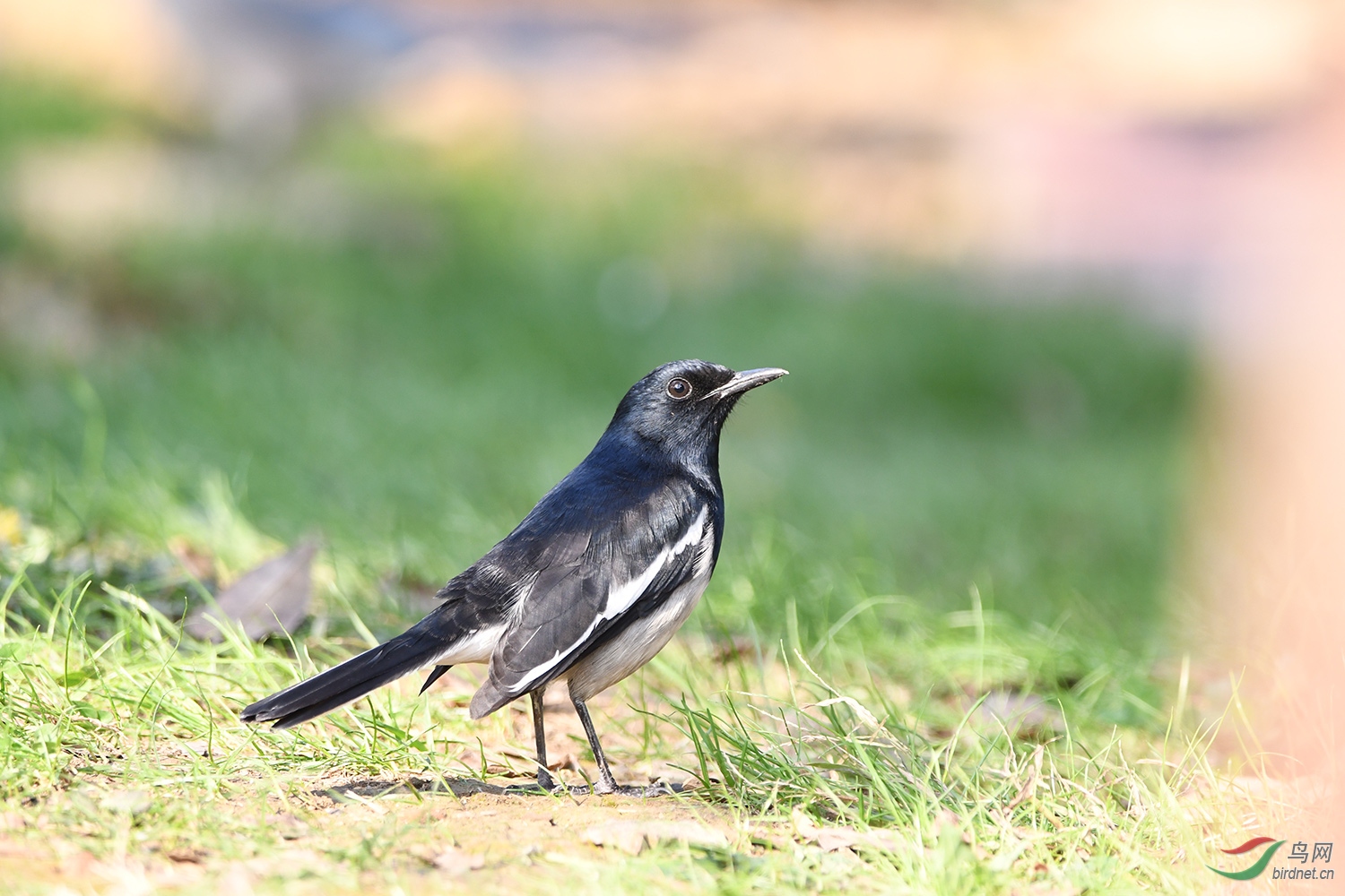 DSC_1207.jpg