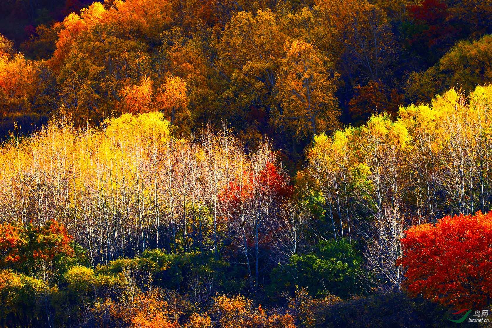 五颜六色的白桦林
