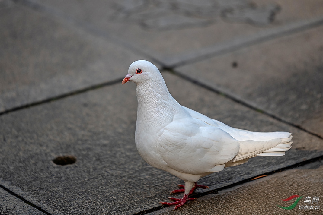 DSC_3179ABC.jpg