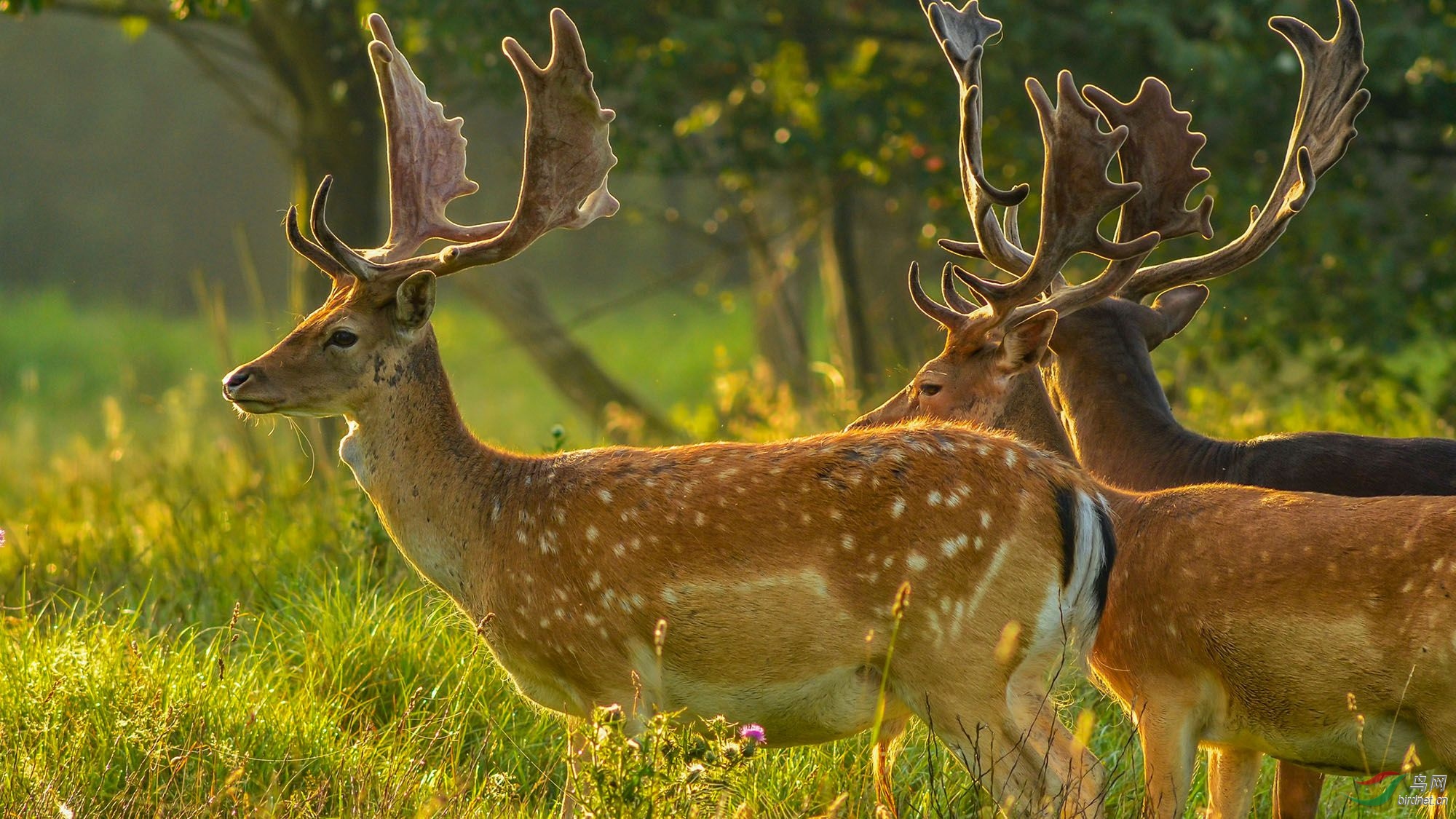 身披金色霞光的梅花鹿