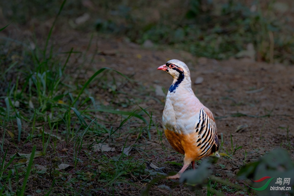 DSC_5445_����.jpg