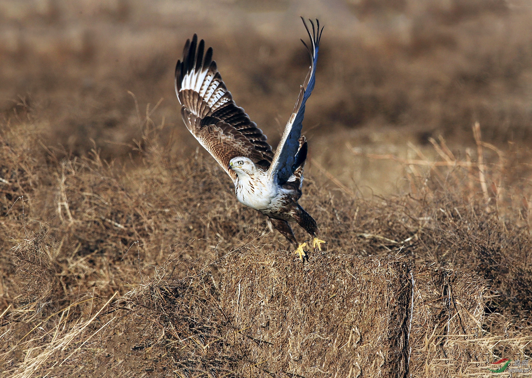 BW4Q4971 - ���� - ����.JPG