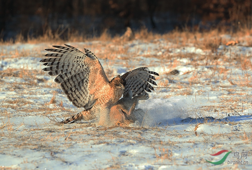 鹰雕《雪中捕获》
