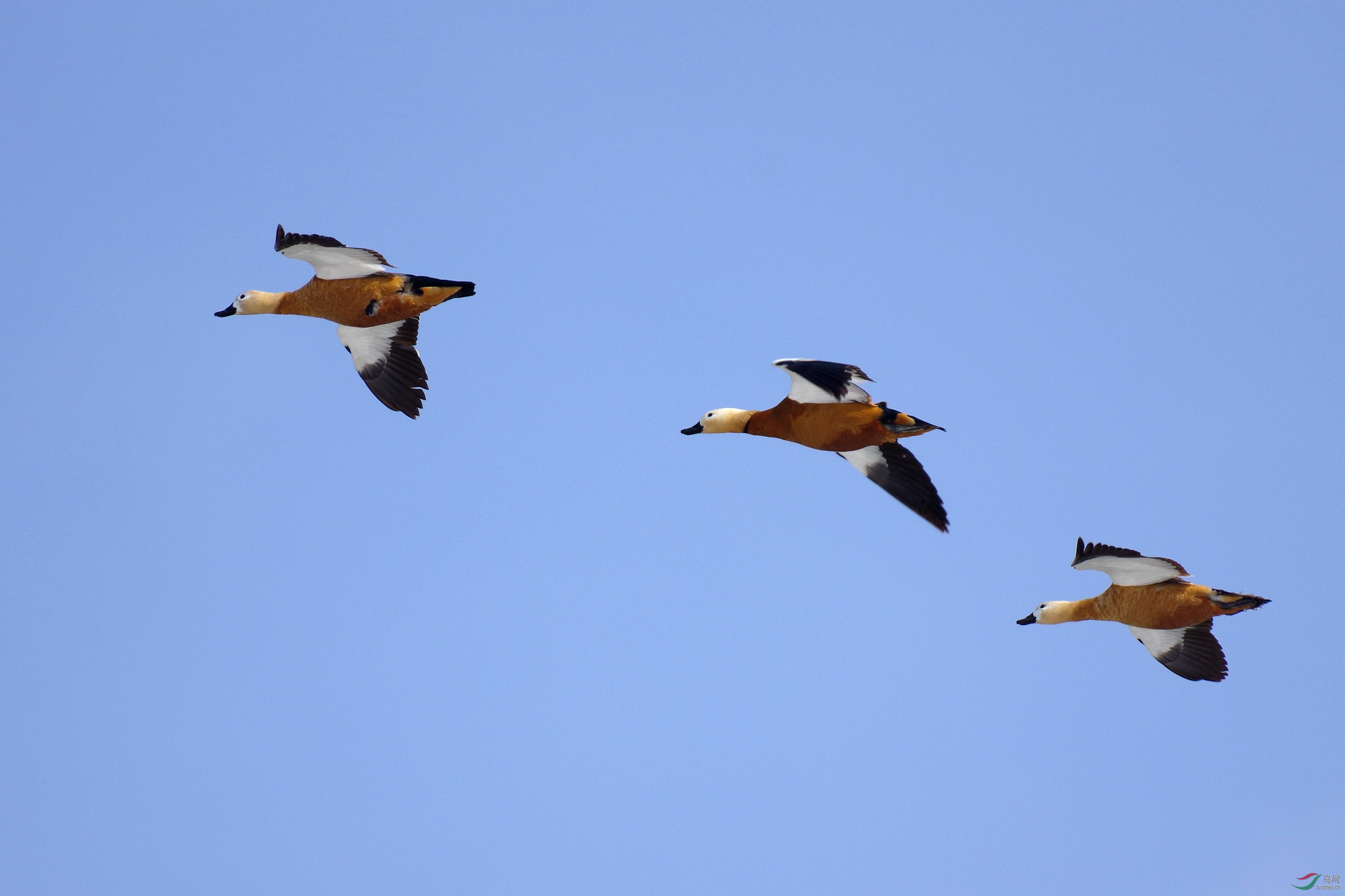 赤麻鸭(吉林省吉林市松花江)