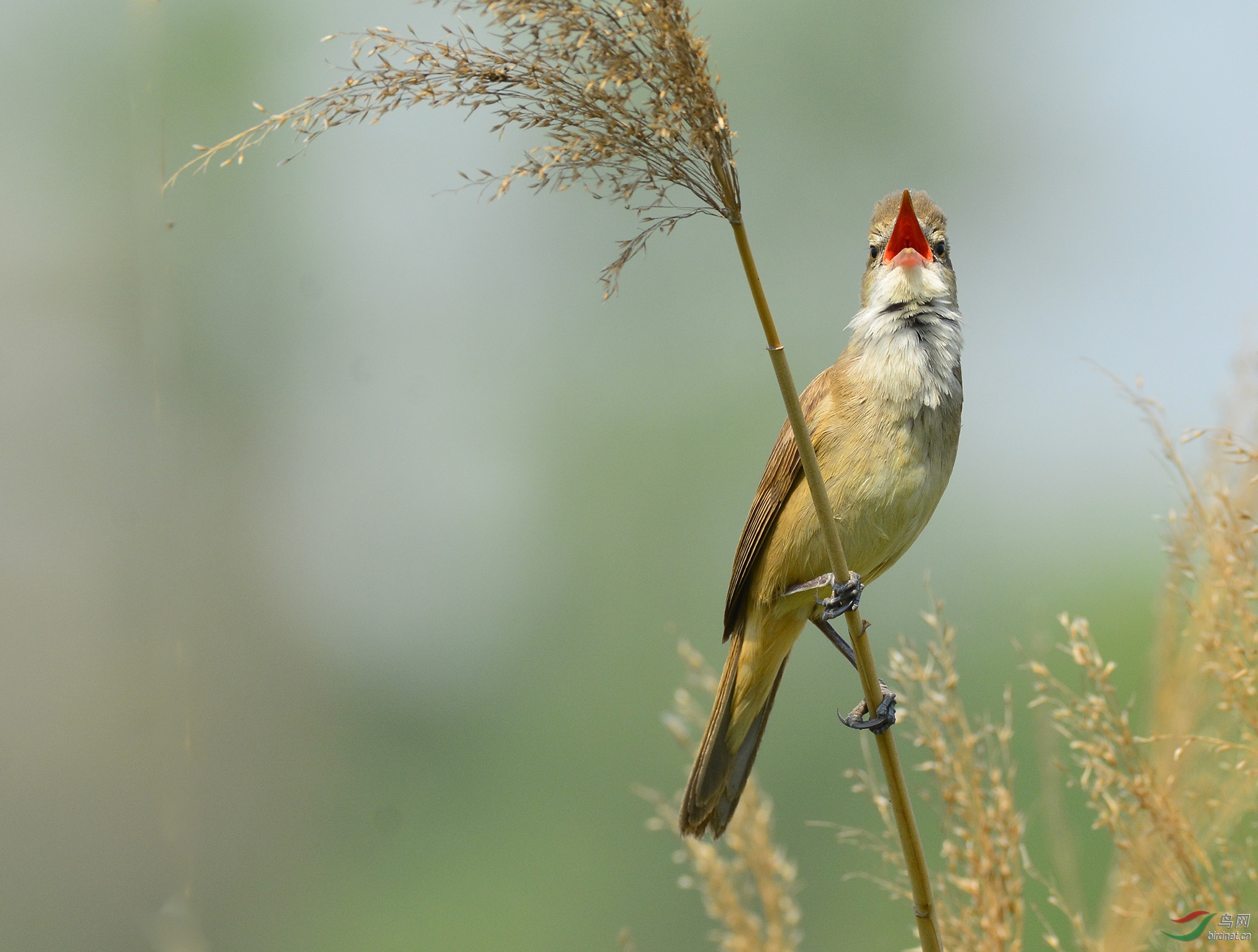 ������Ӱ 2531����.jpg