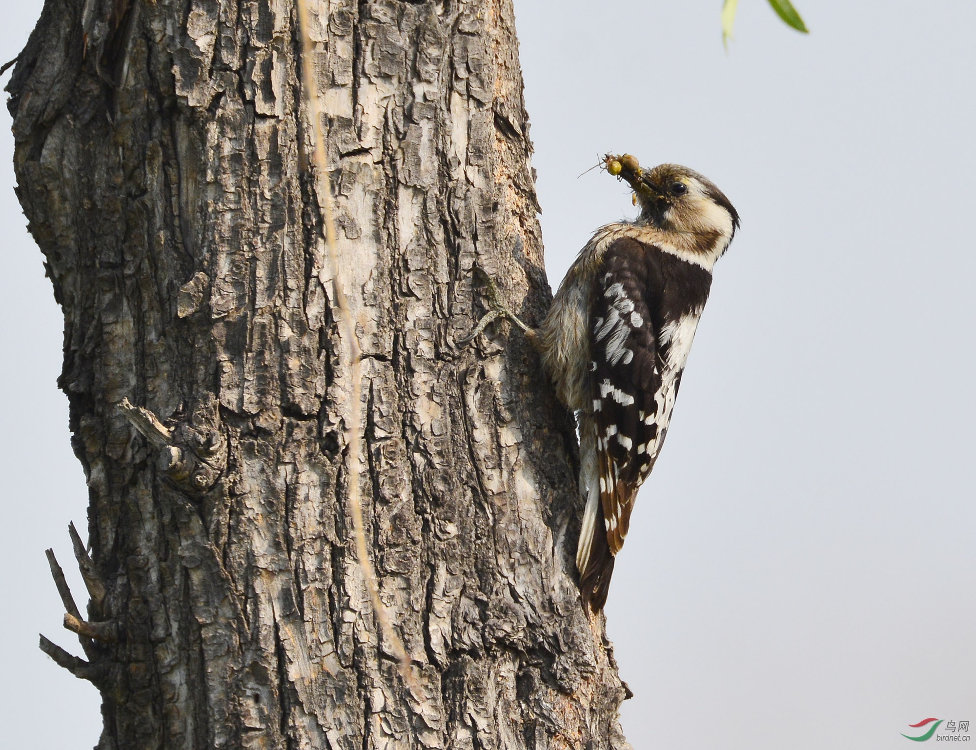 ������Ӱ 621����.jpg