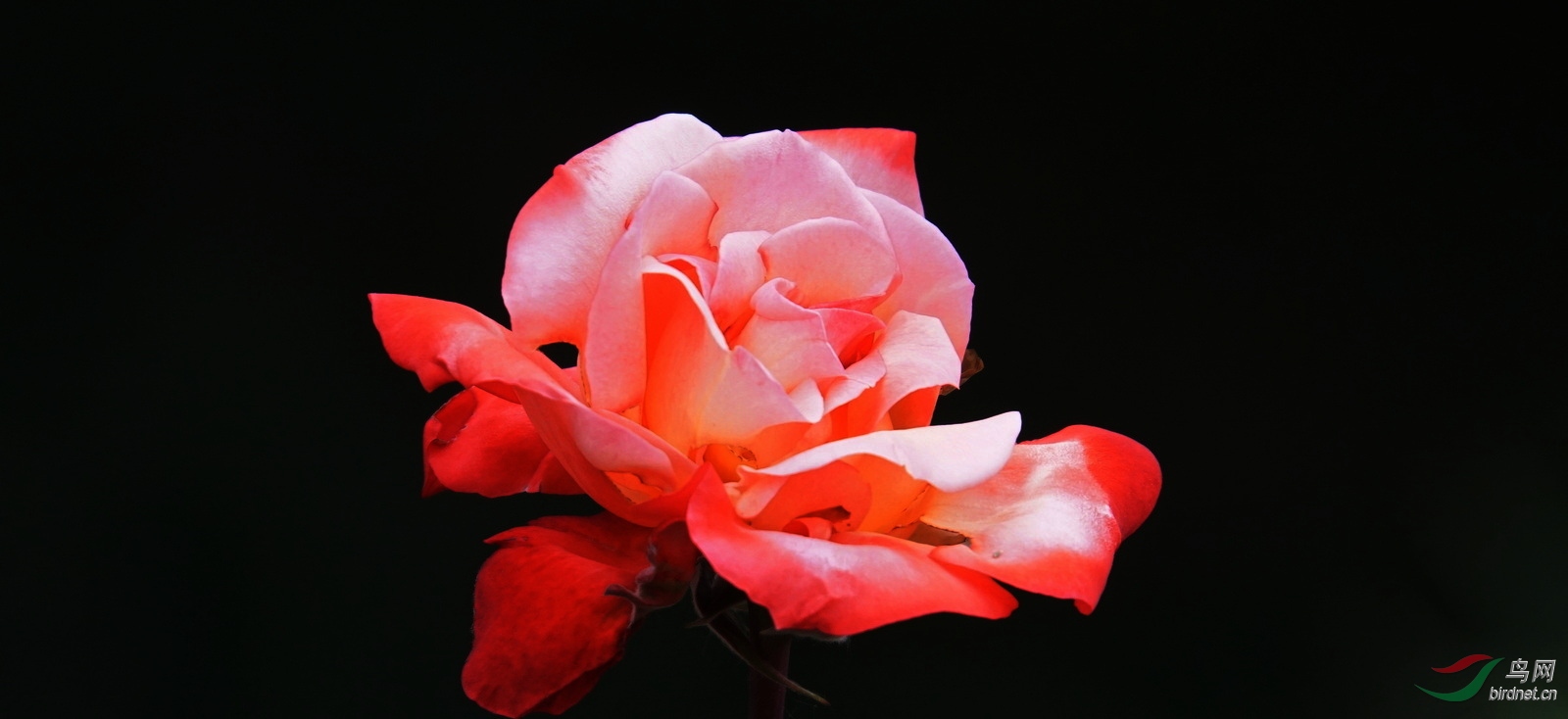 DSC00431.JPG