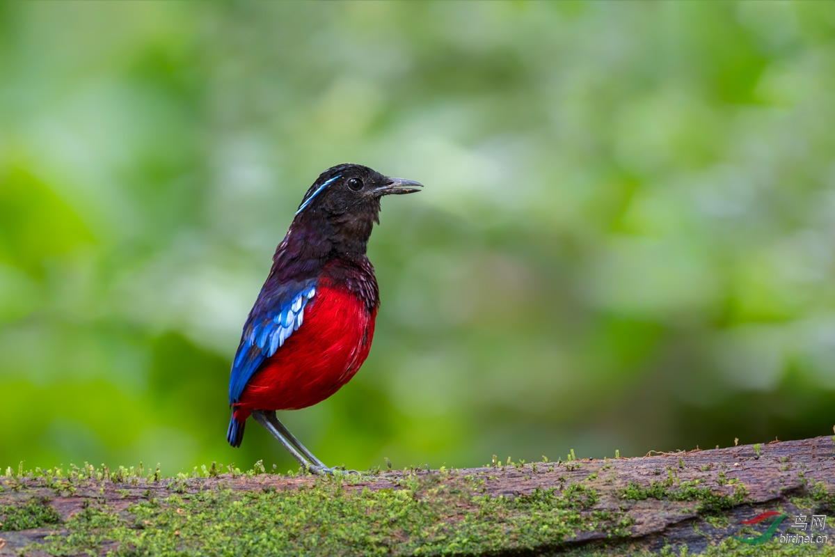 黑头八色鸫(祝贺佳作荣获首页精华 !