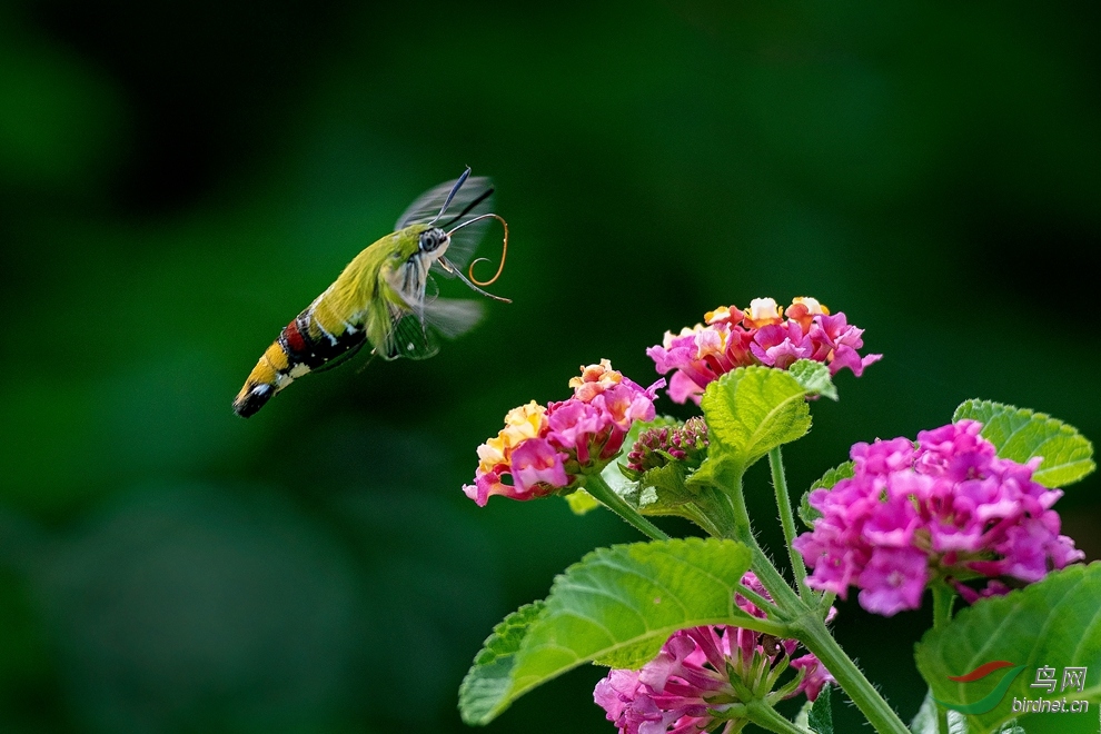 DSC_4515_����_����2.jpg