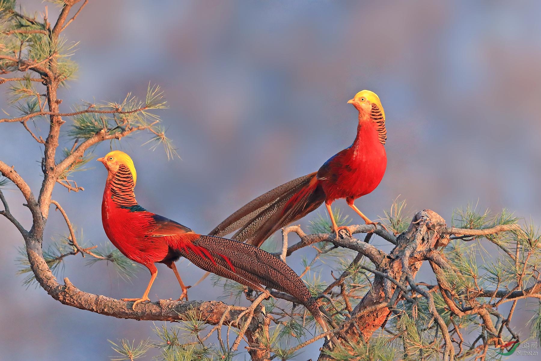 红鸡上树(荣获首页精华)