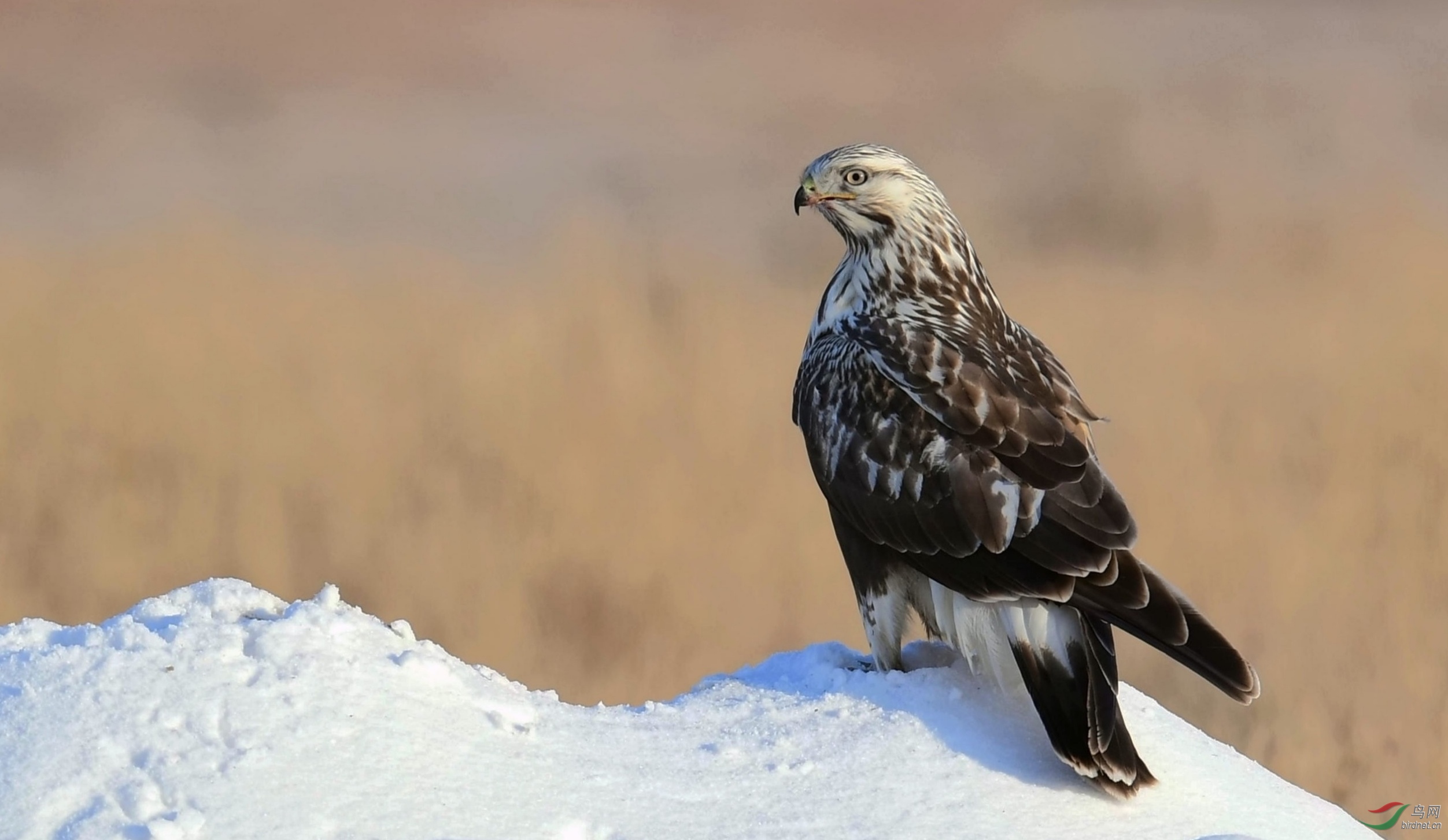 普通鵟——风雪炼精神