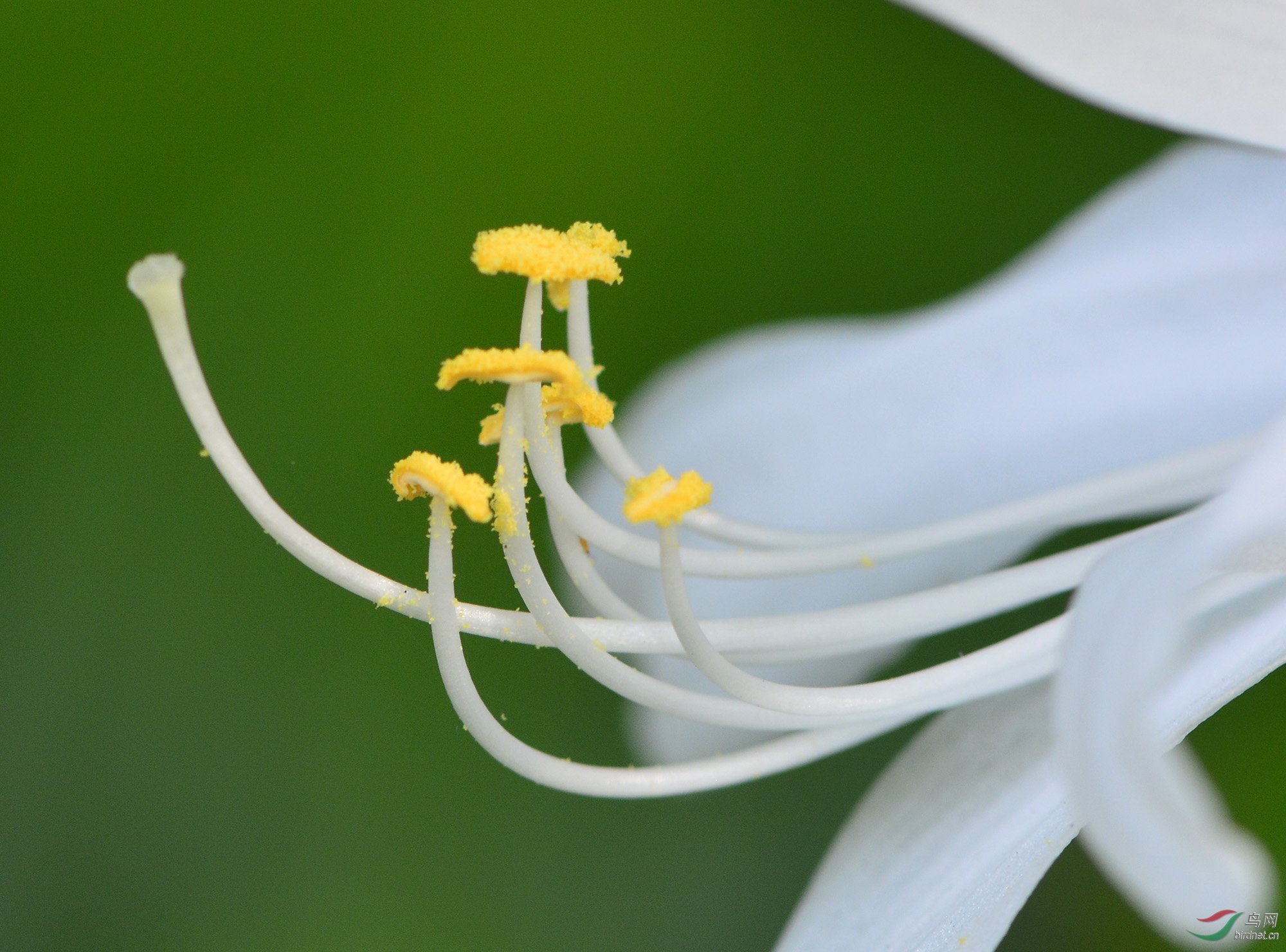 花蕊