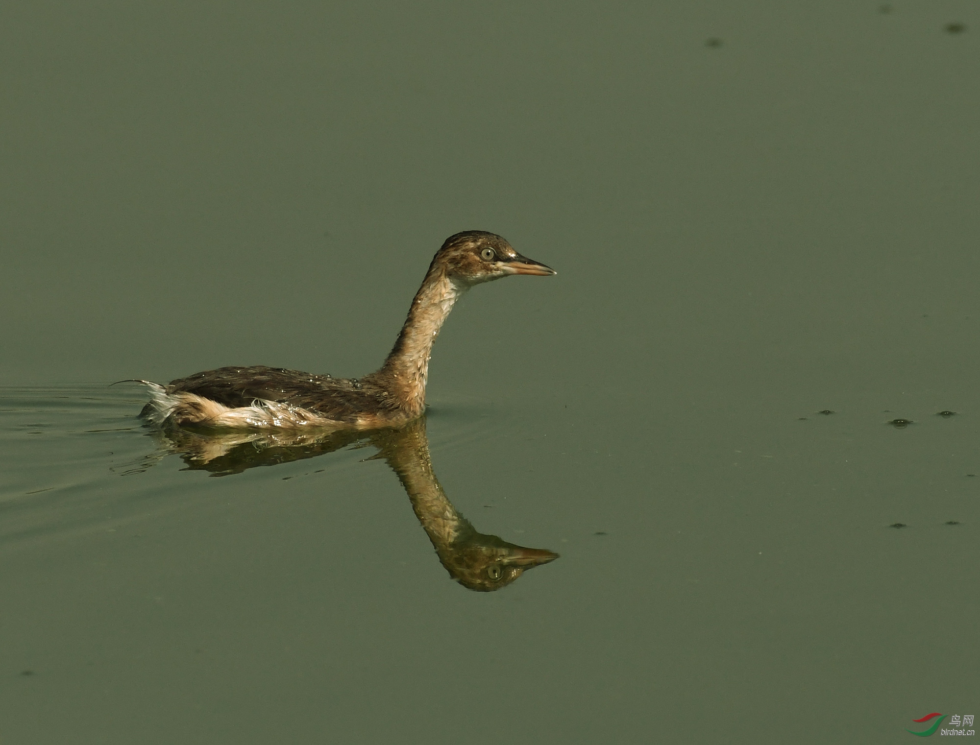 ������Ӱ 964����.jpg