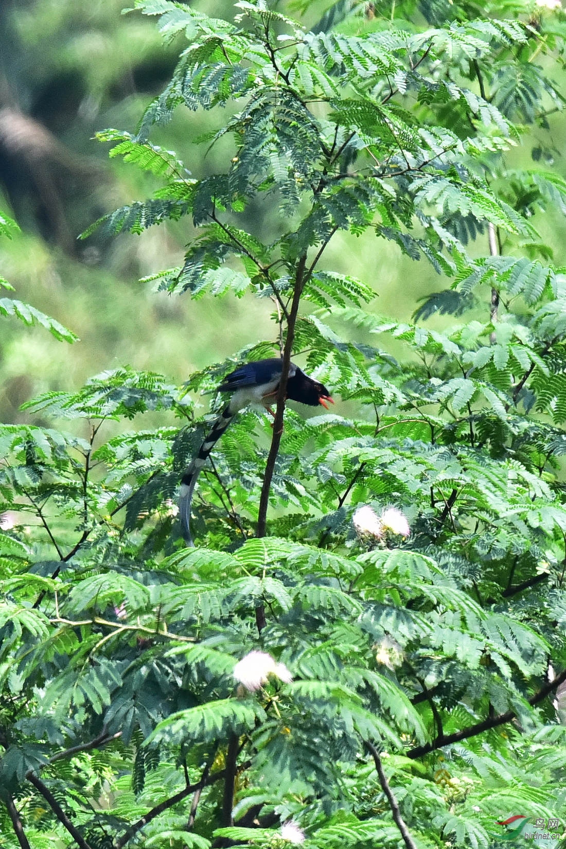 DSC_0915.JPG