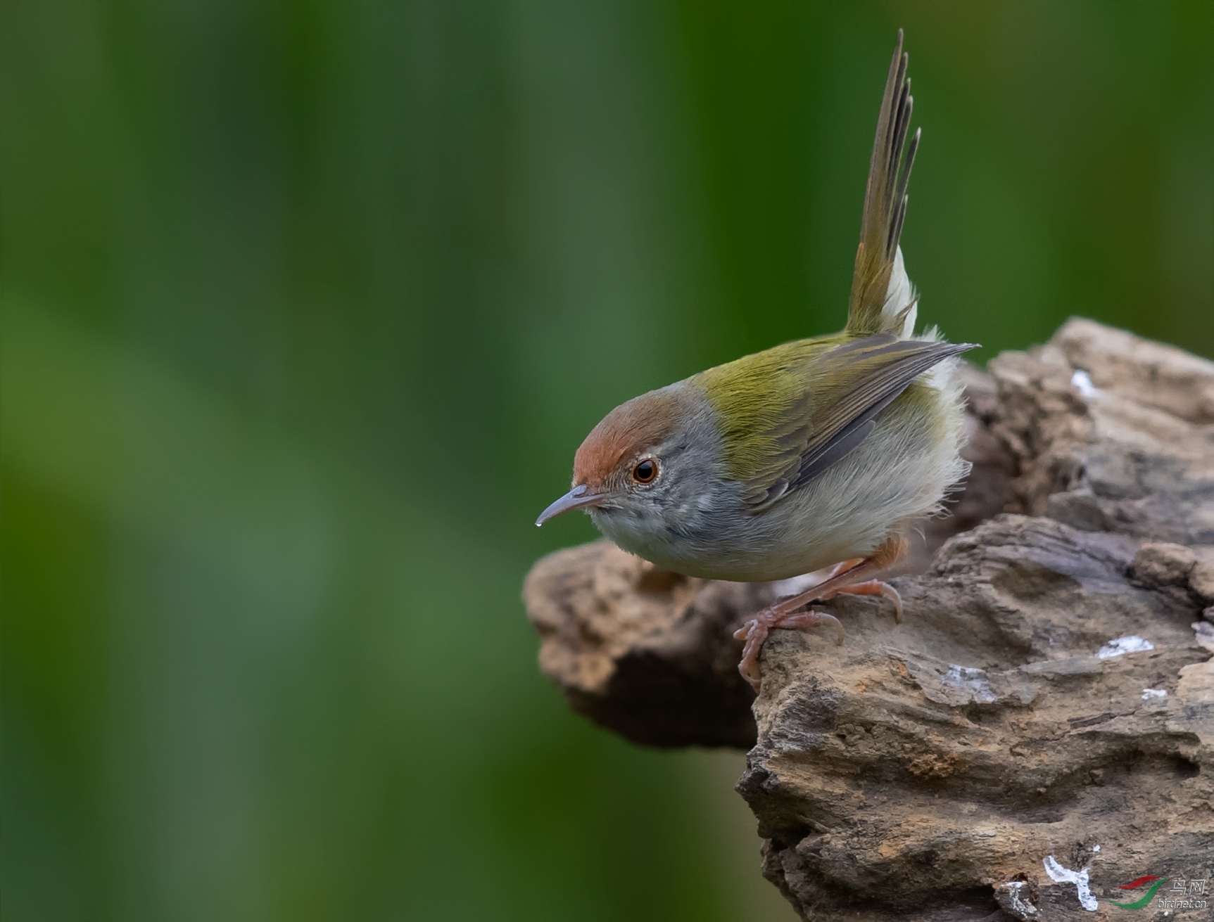 [林鸟] 小裁缝--长尾缝叶莺