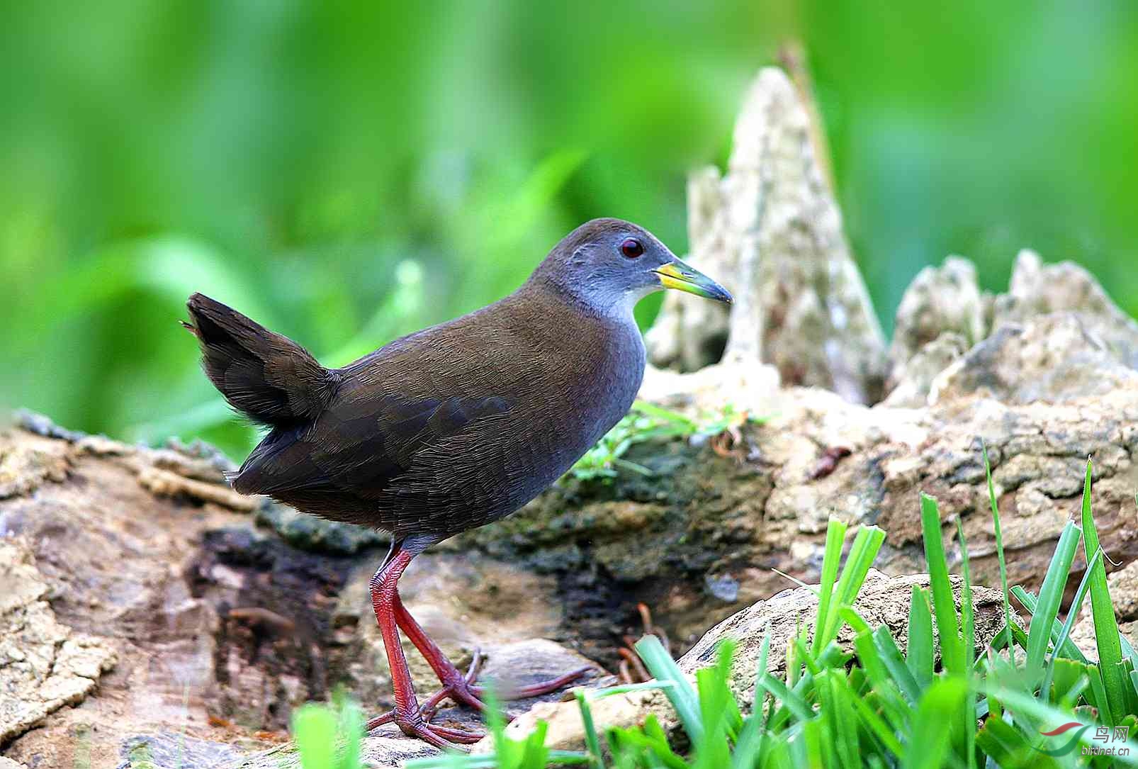 红脚苦恶鸟