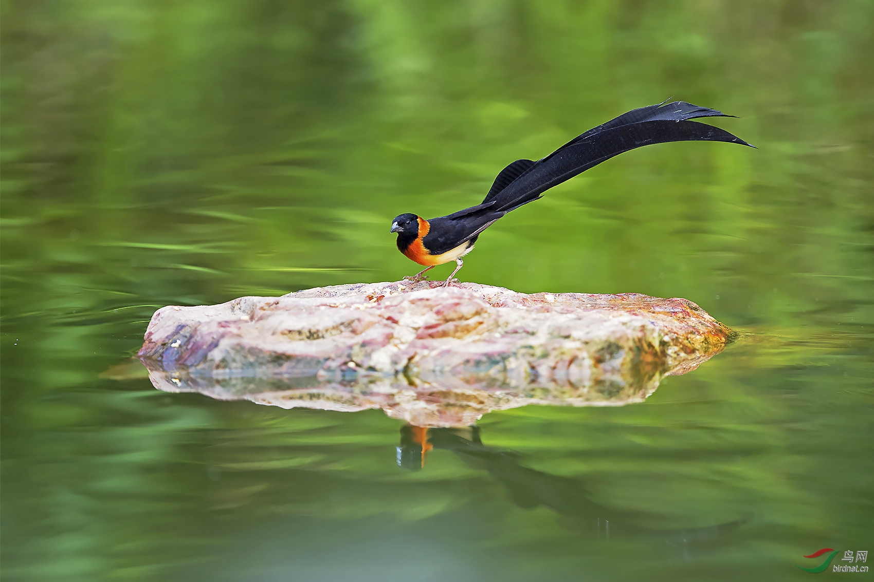 长尾维达鸟(三)