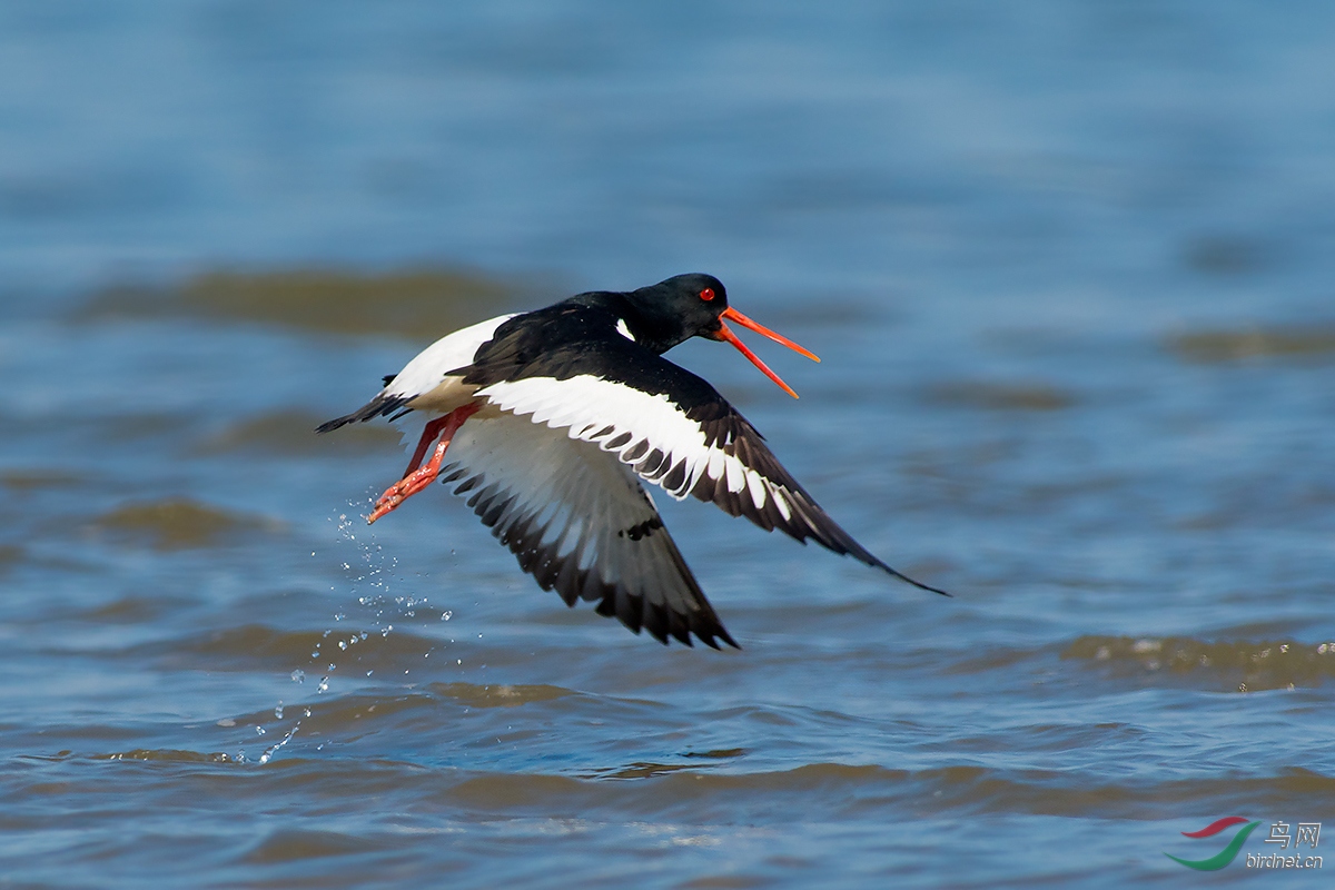 蛎鹬祝贺荣获本版佳作