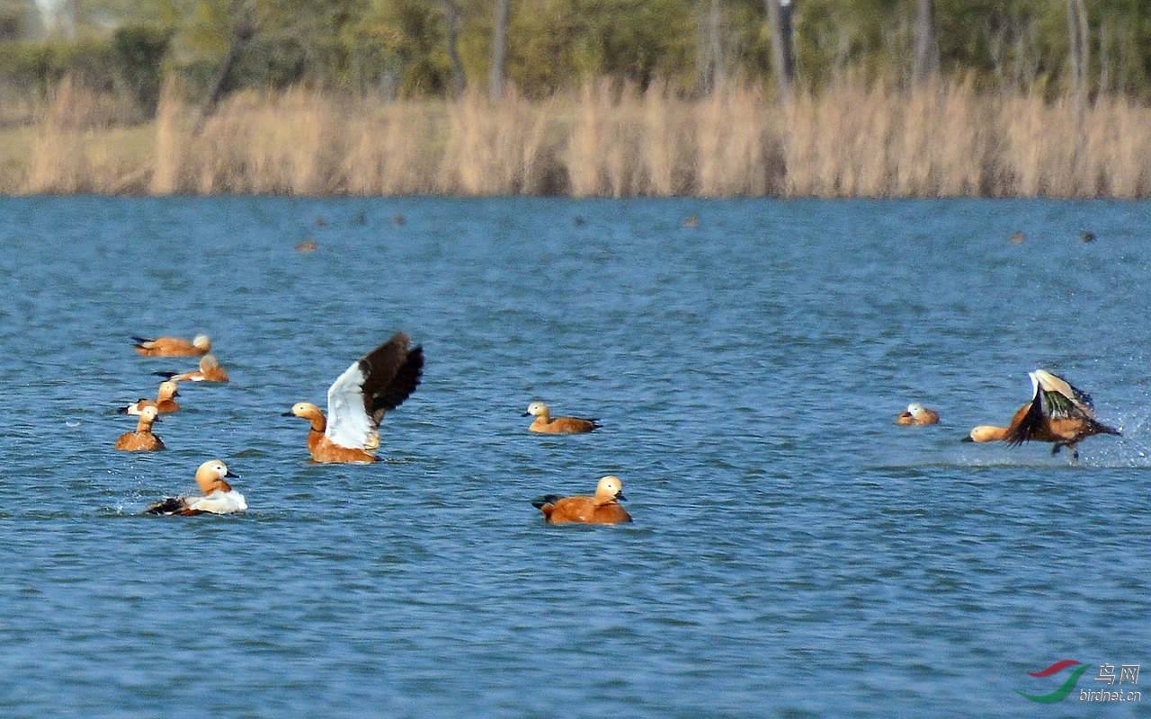 DSC_9464.JPG