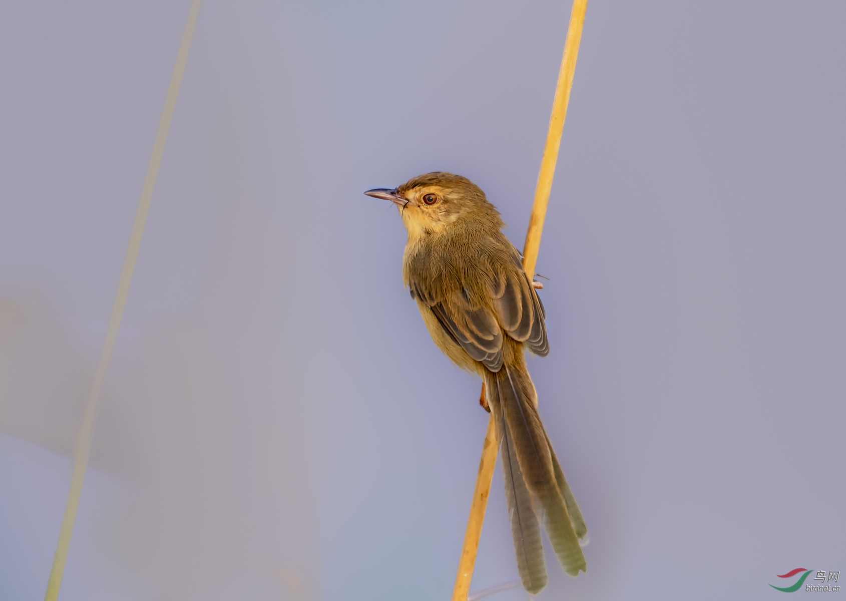 DSC_1803.jpg